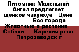 Питомник Маленький Ангел предлагает щенков чихуахуа › Цена ­ 10 000 - Все города Животные и растения » Собаки   . Карелия респ.,Петрозаводск г.